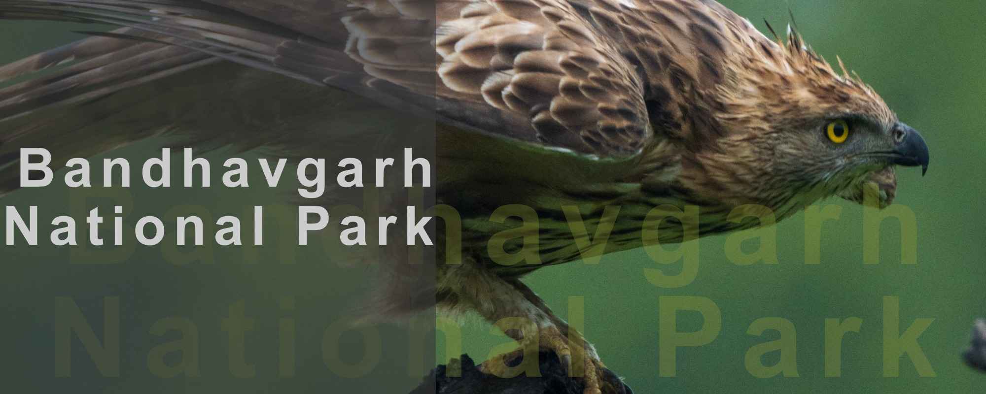 Bandhavgarh National Park